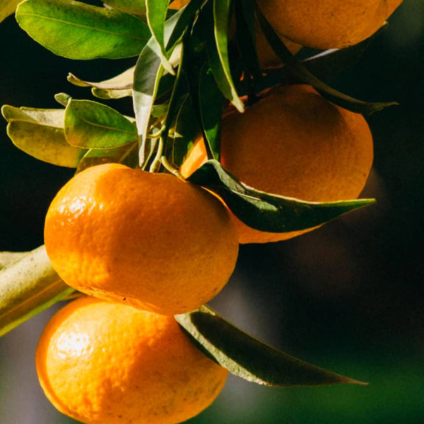 chios mandarin