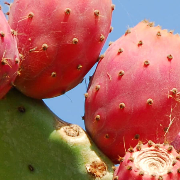 Prickly pear