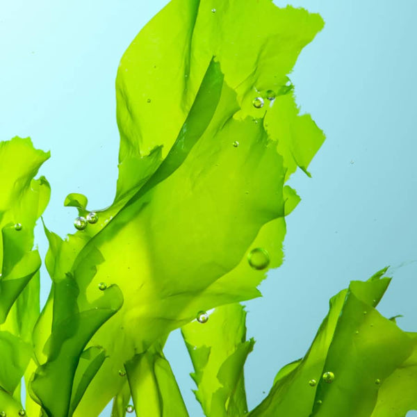 Spirulina