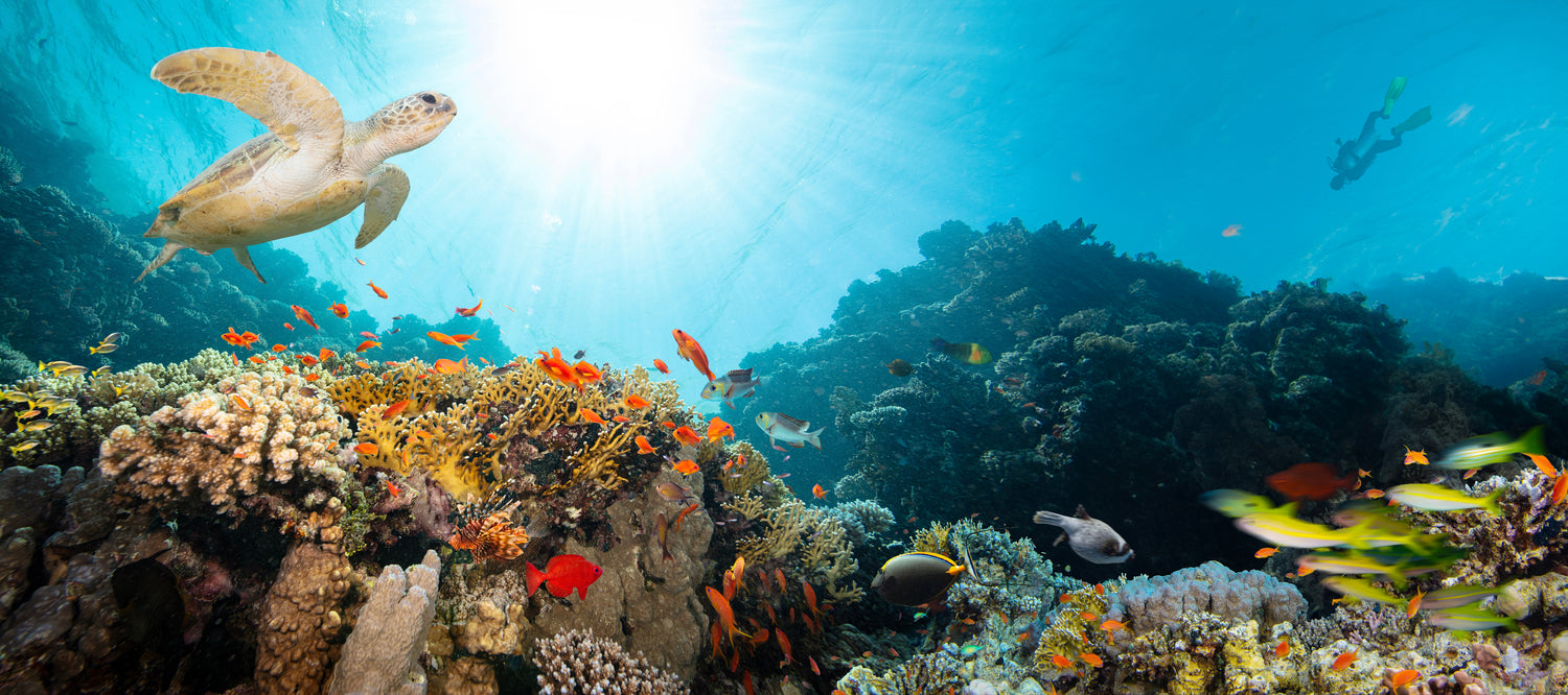 View of ocean floor with fish and turtle