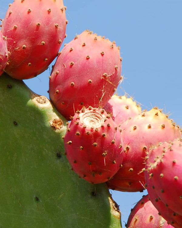 Cactus fruit