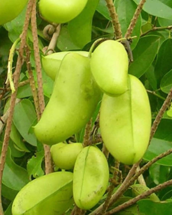 Griffonia Lysate
