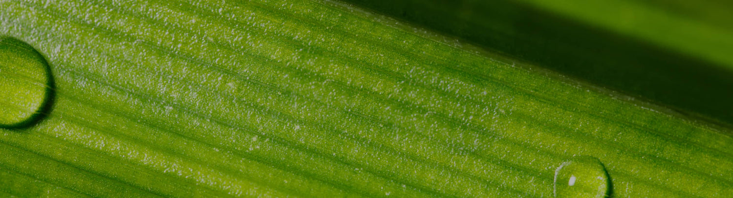 close up of leaf