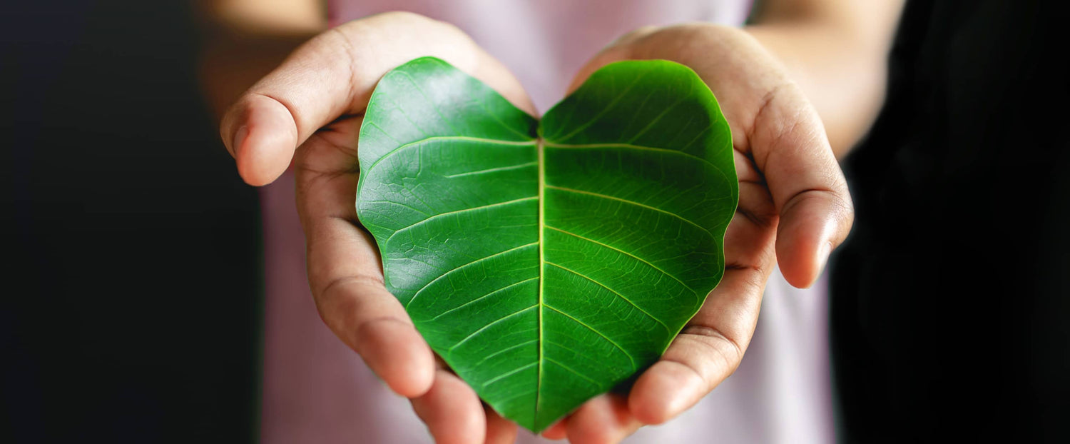 hand holding heart in shape of leaf