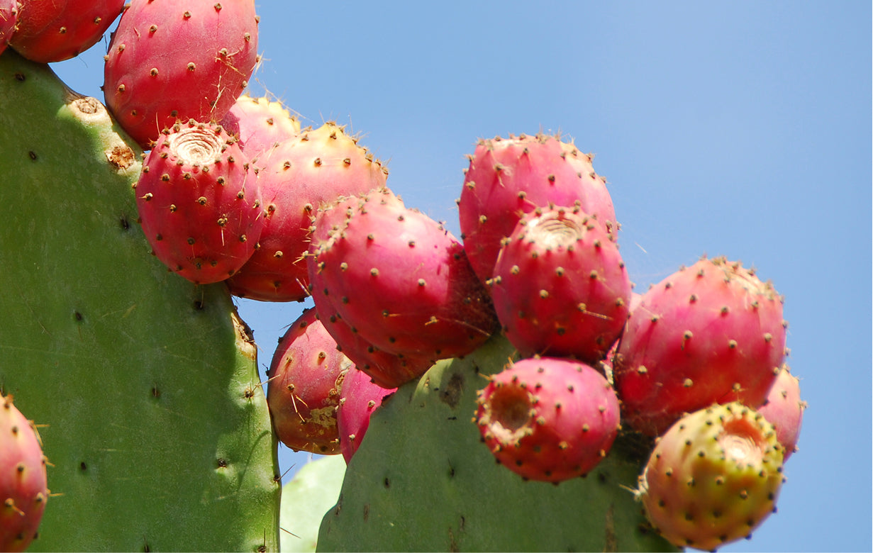 Cactus plant with prickly pear