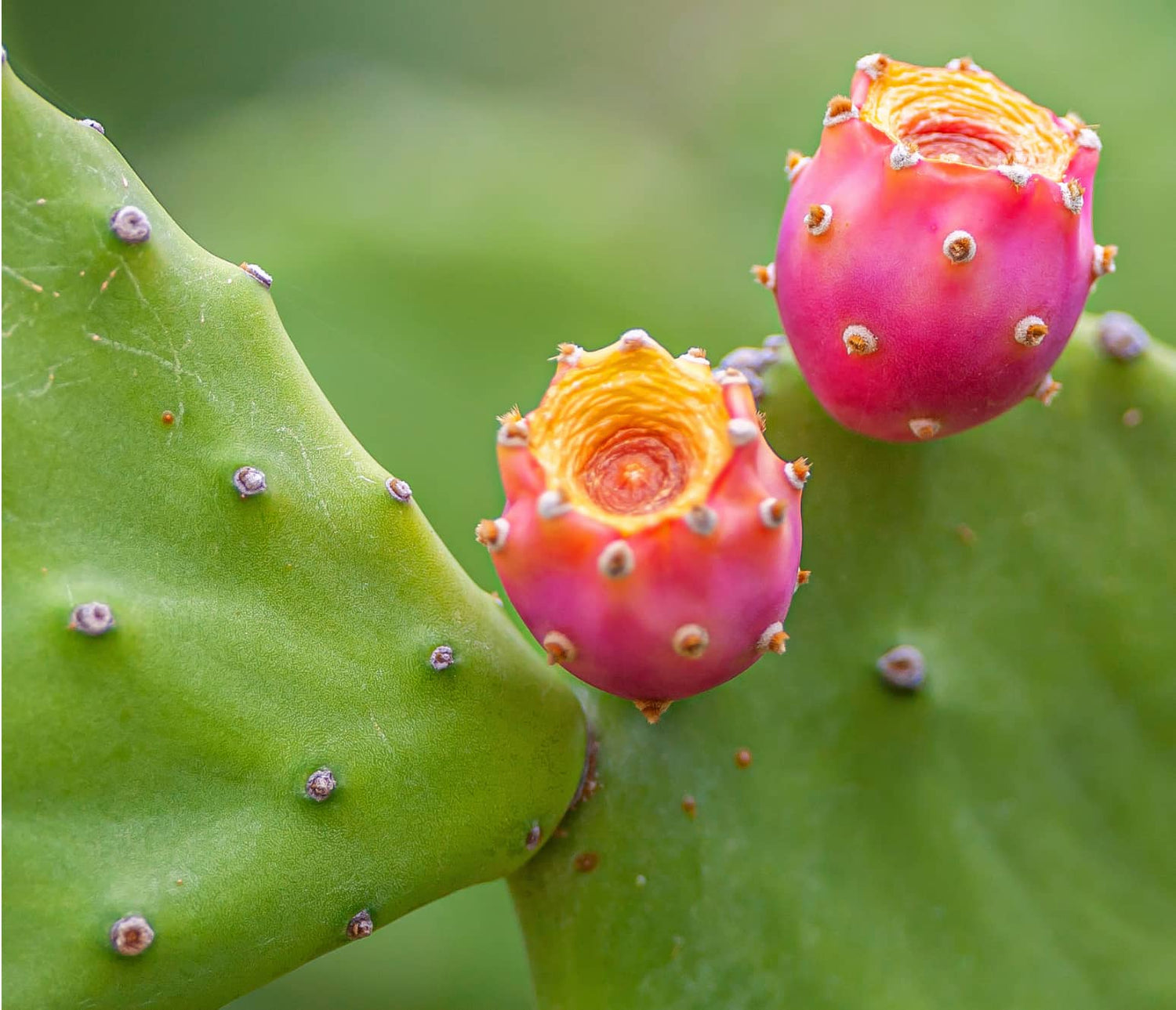 Prickly Pear Cactus